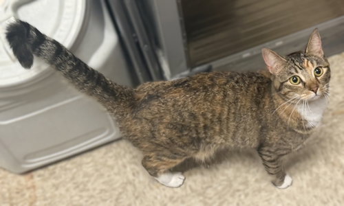 Sophie