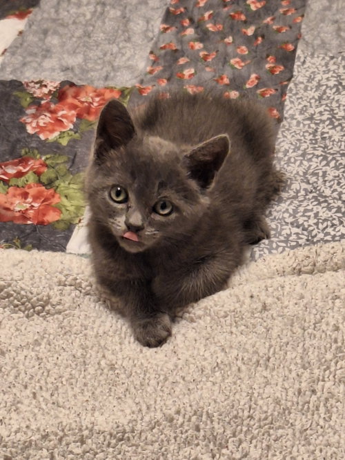 Bella