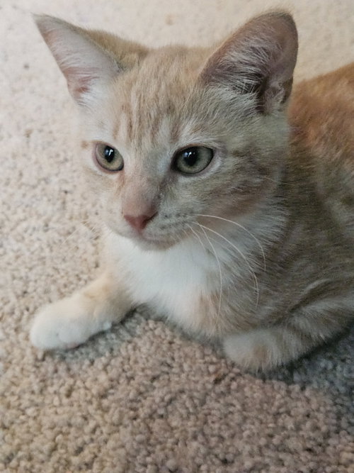 Photo 4 of Orson