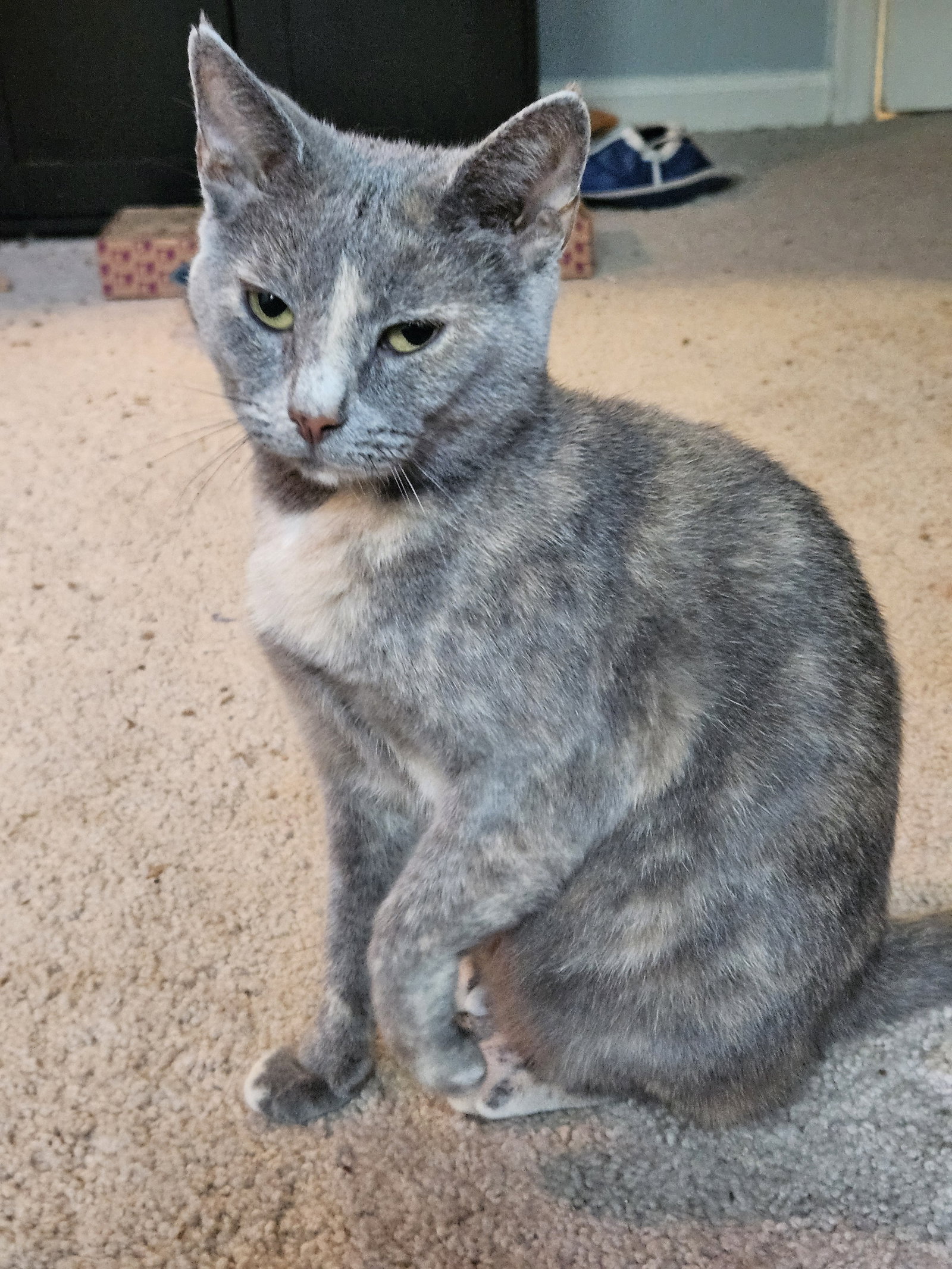 Iris, cat