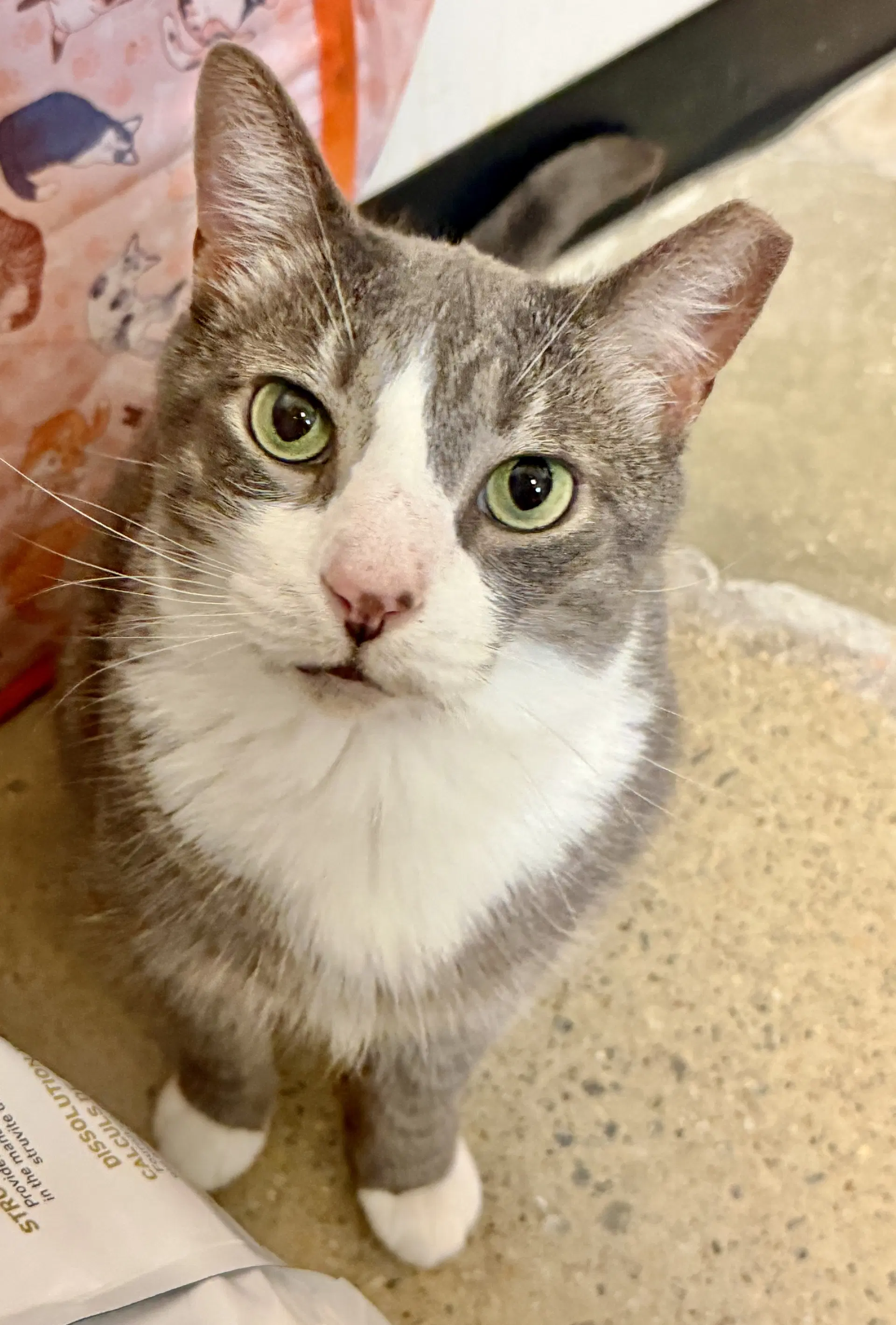 Thomas - Domestic Short Hair