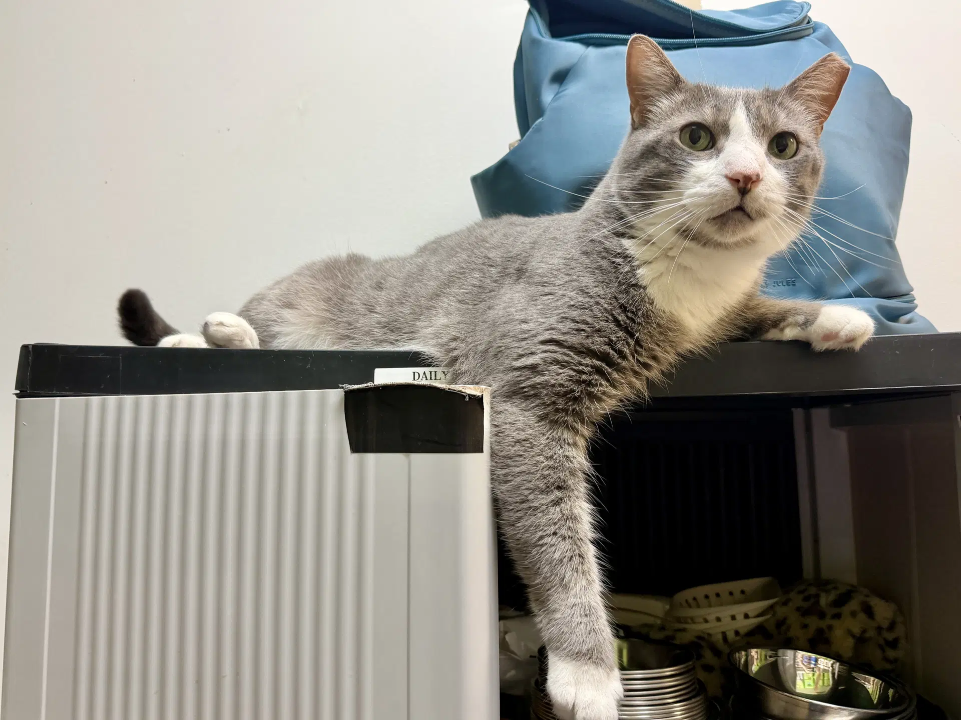 Thomas image 3