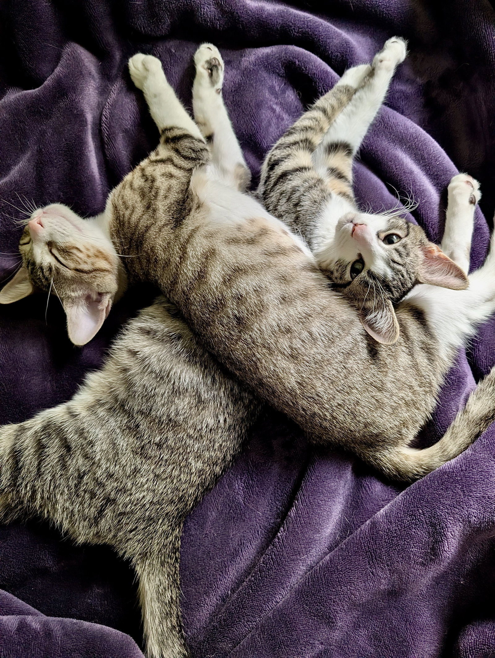 Frosted Flakes & Cookie Crisps - BONDED, cat