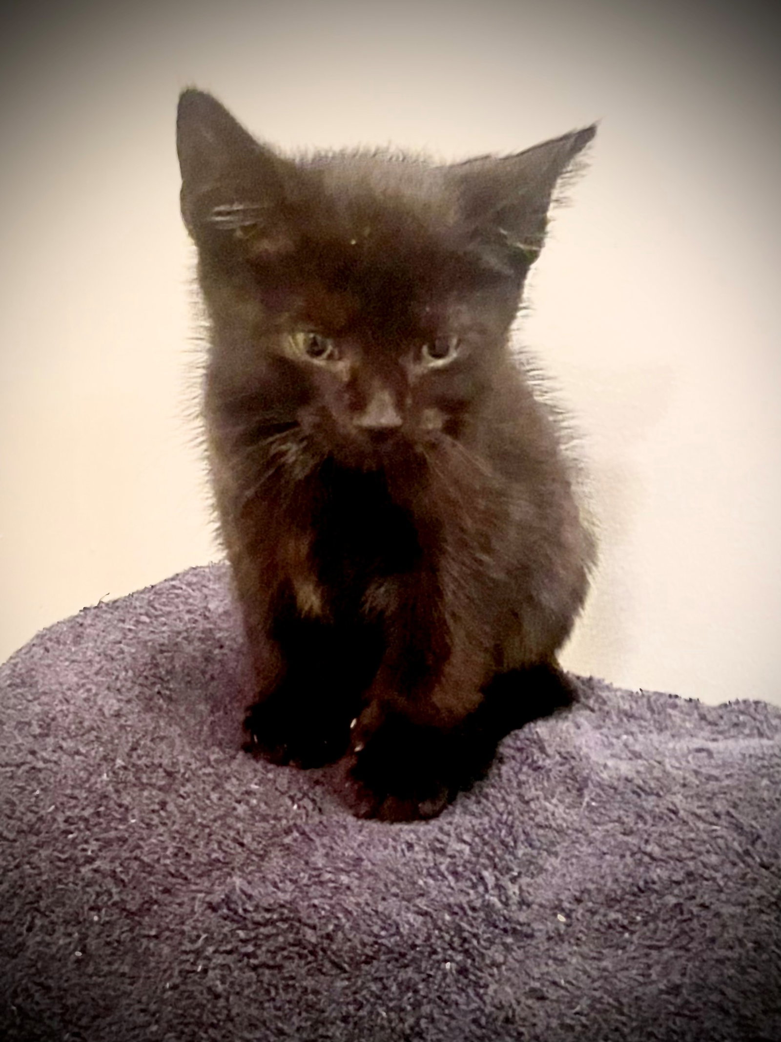 Bentley, cat
