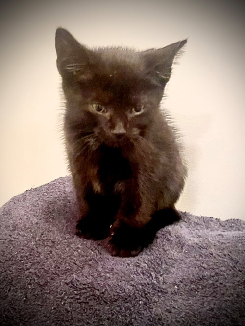 Bentley, a cat for adoption from Fancy Cats Rescue Team