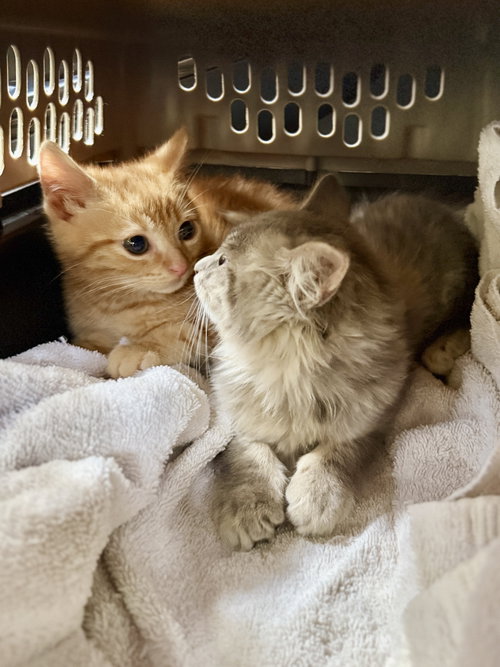 Blaze & Ember BONDED, an adoptable Domestic Short Hair in Herndon, VA