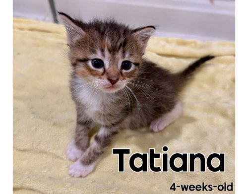Photo 2 of Tatiana