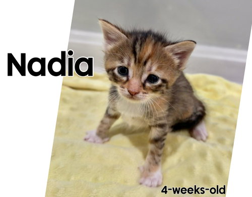 Photo 5 of Nadia