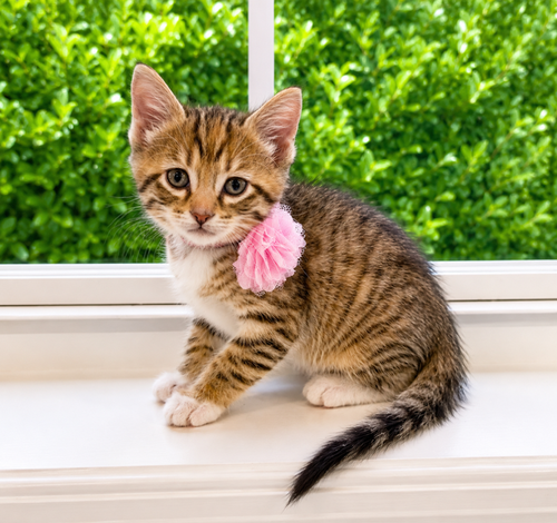 Nadia, an adoptable Domestic Short Hair in Herndon, VA