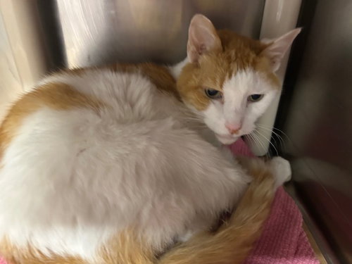 Zion, an adoptable Domestic Short Hair in Herndon, VA