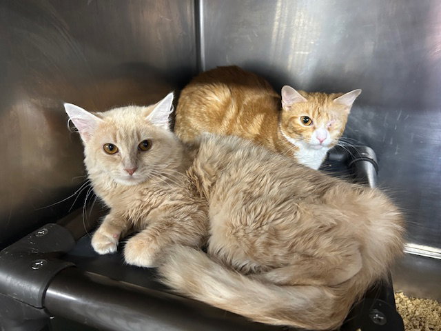 Cosette & Amneris *BONDED*, cat