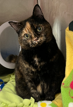 Dusti, an adoptable Domestic Short Hair in Herndon, VA