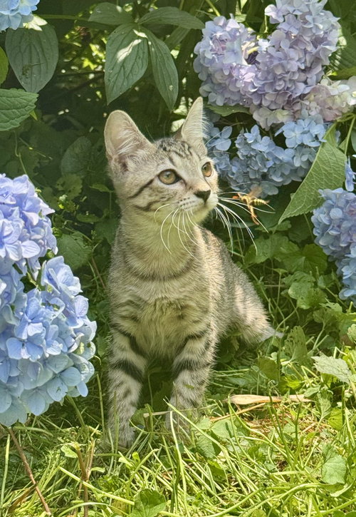Vienna, an adoptable Domestic Short Hair in Herndon, VA