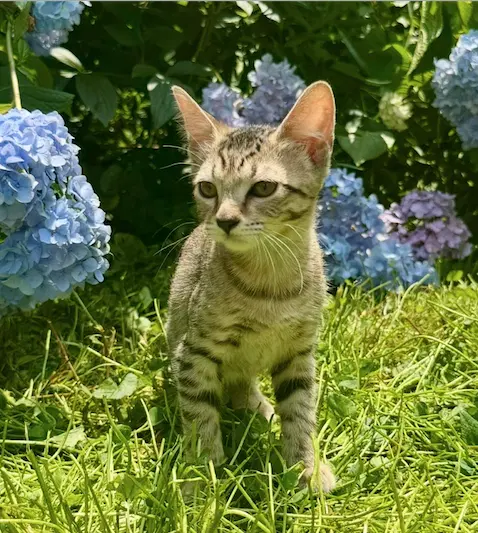 Vienna - Domestic Short Hair