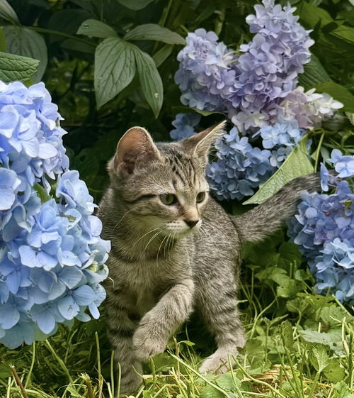 Paris, an adoptable Domestic Short Hair in Herndon, VA