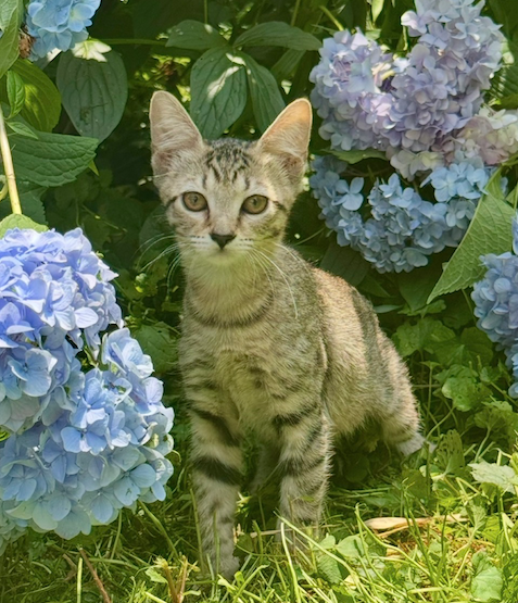 Paris, cat