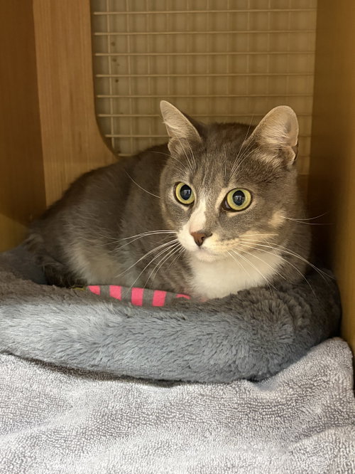Barry, an adoptable Domestic Short Hair in Herndon, VA