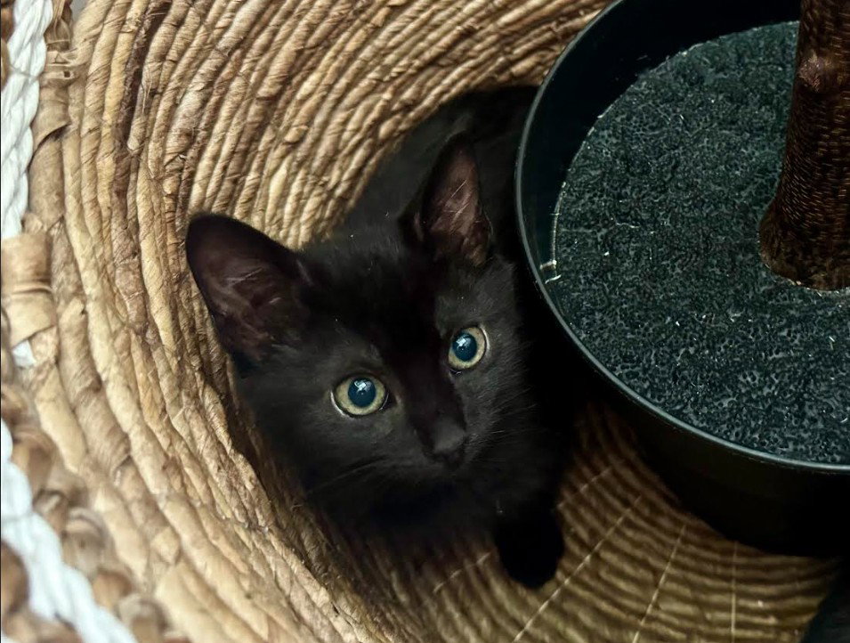 Emerald, cat
