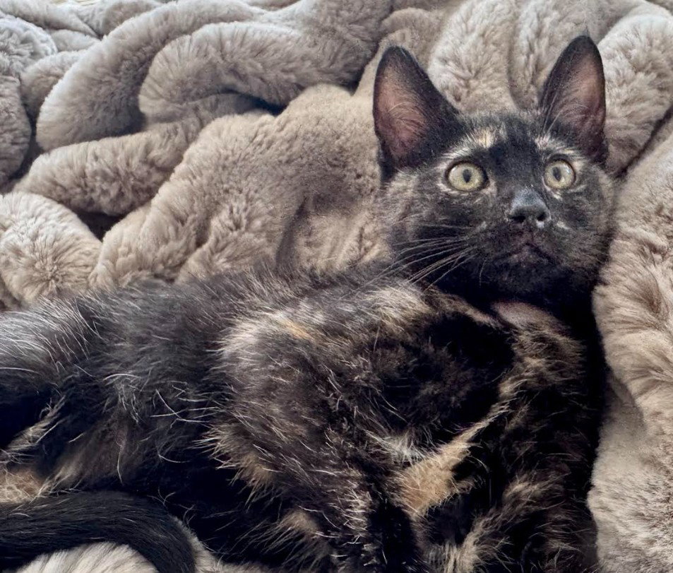 Opal, cat