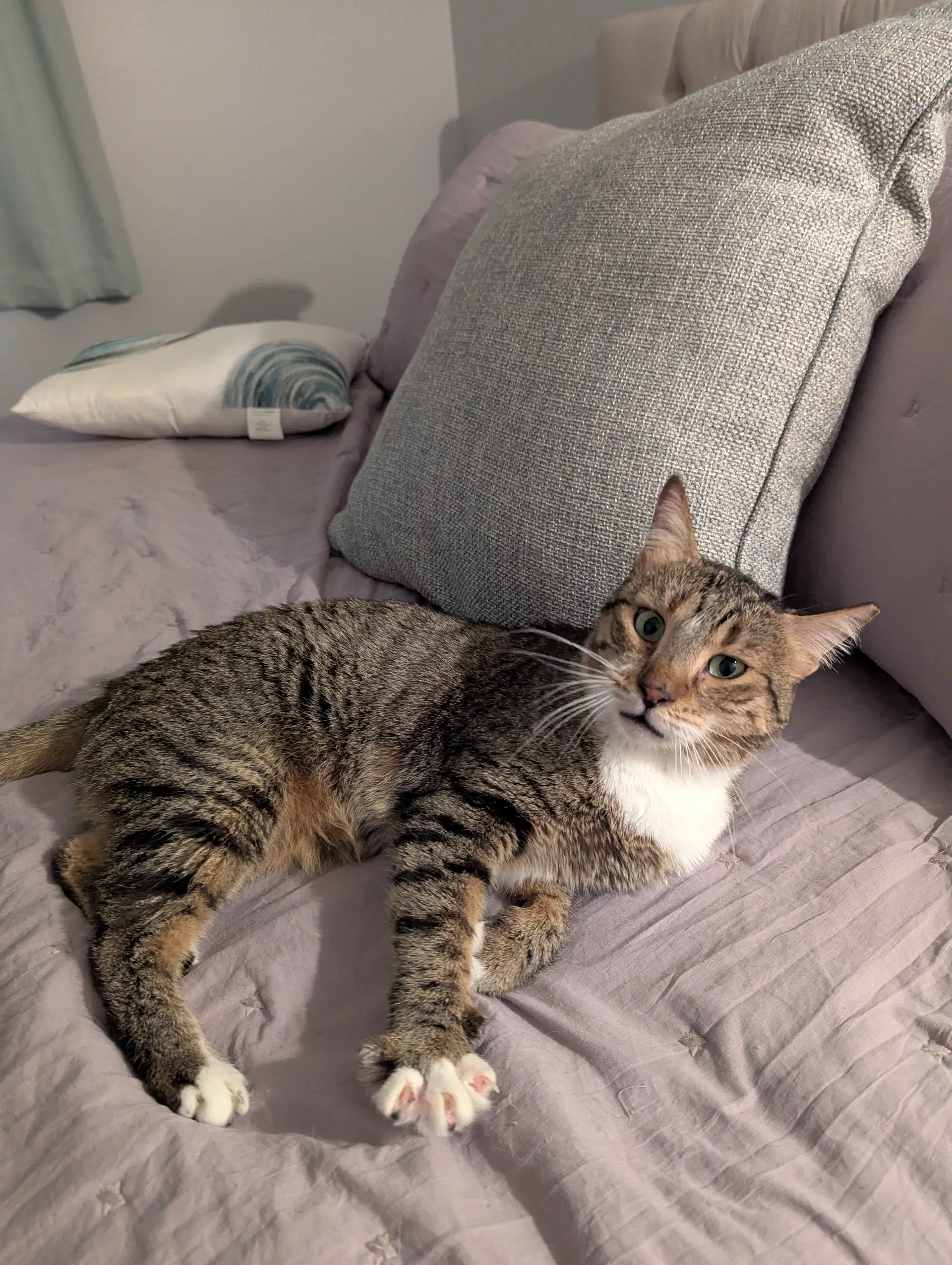 Misk - Domestic Short Hair