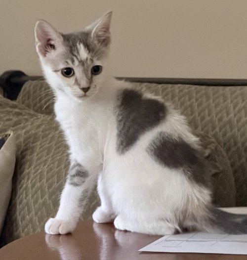 Dawn, an adoptable Domestic Short Hair in Herndon, VA