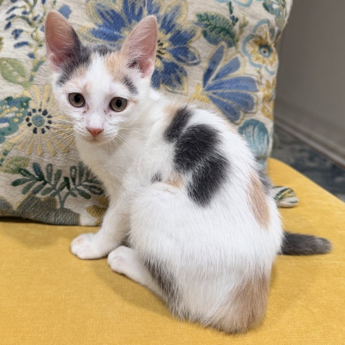 Buffy, a cat for adoption from Fancy Cats Rescue Team