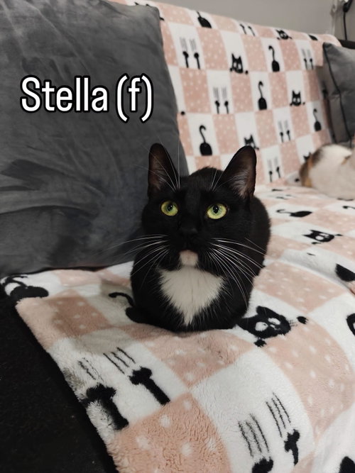 Stella