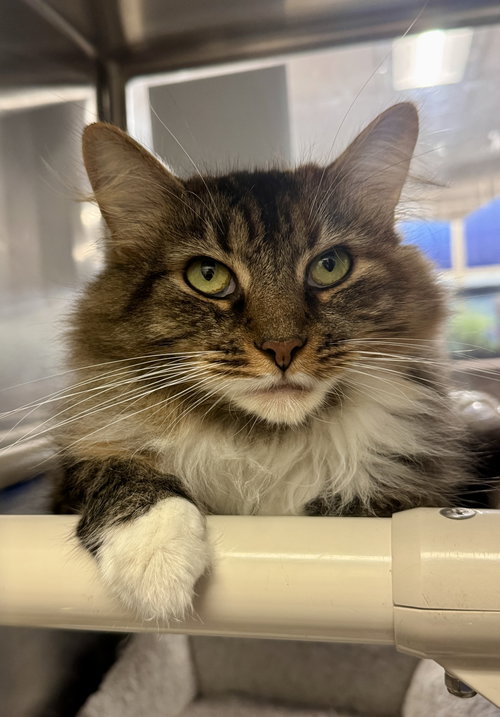 Meryl, a cat for adoption from Fancy Cats Rescue Team