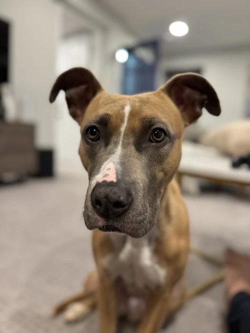 Luna Fee Sponsored Foster Home Needed