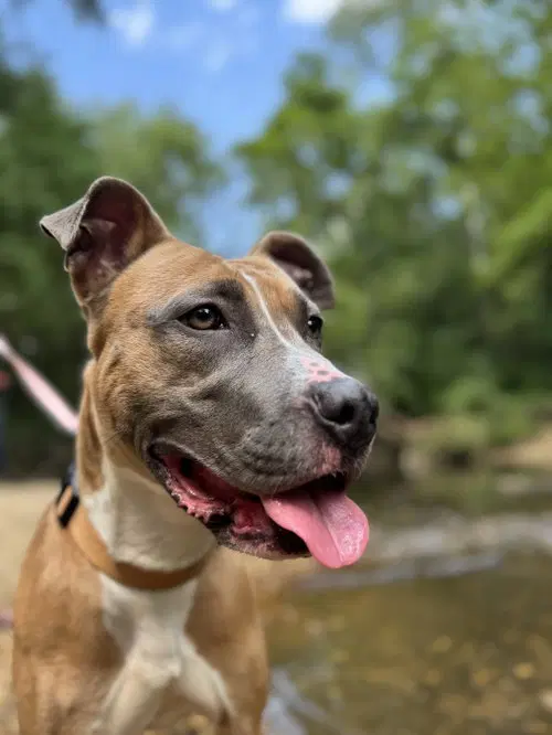 Luna Fee Sponsored Foster Home Needed image 2