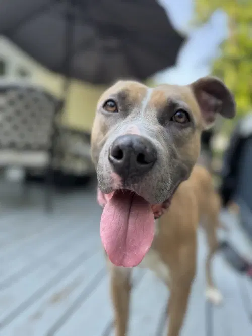 Luna Fee Sponsored Foster Home Needed image 3