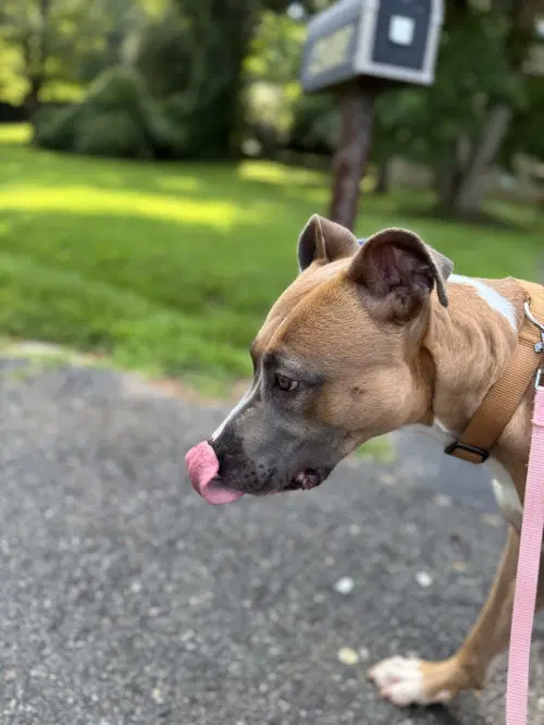 Luna Fee Sponsored Foster Home Needed image 4