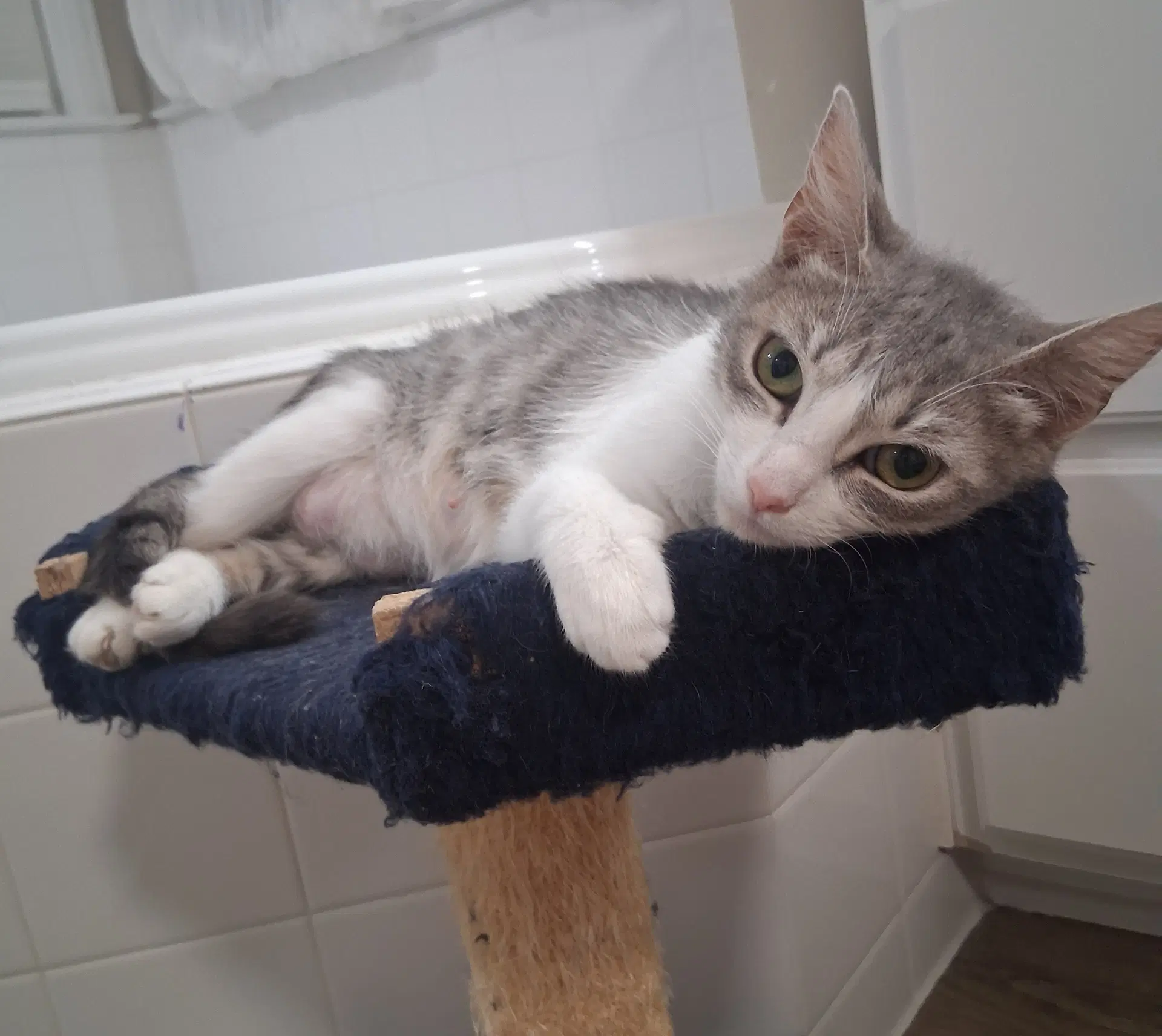Callie - Domestic Short Hair
