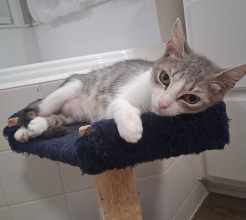 Callie, a cat for adoption from Fancy Cats Rescue Team