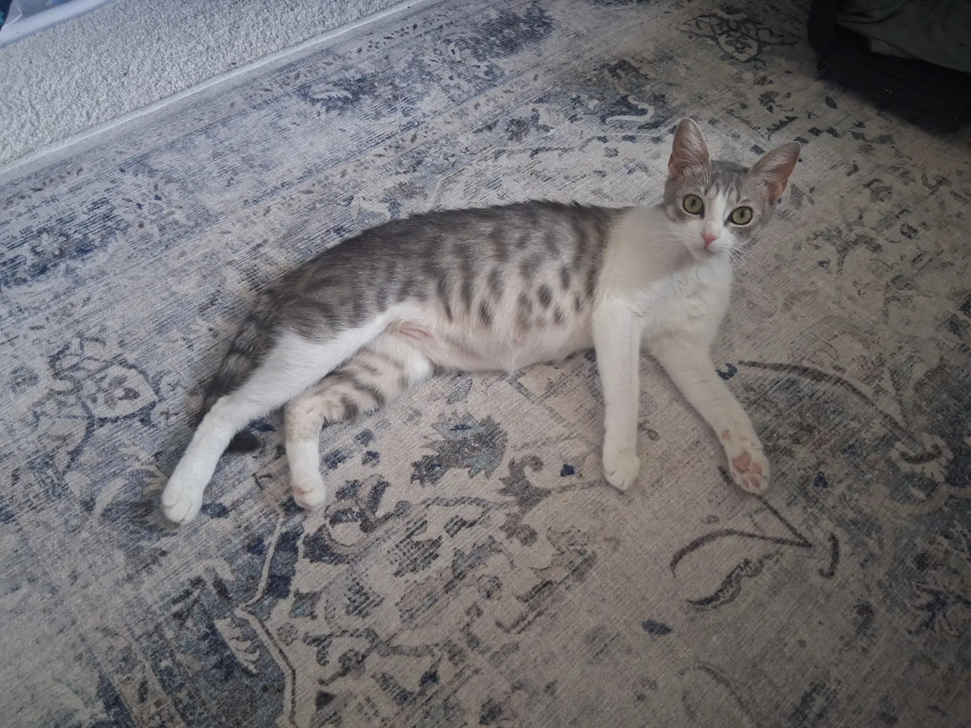 Callie image 3