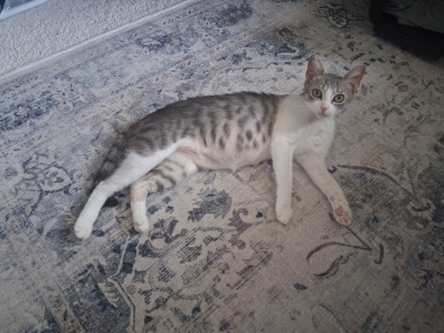 Photo 3 of Callie