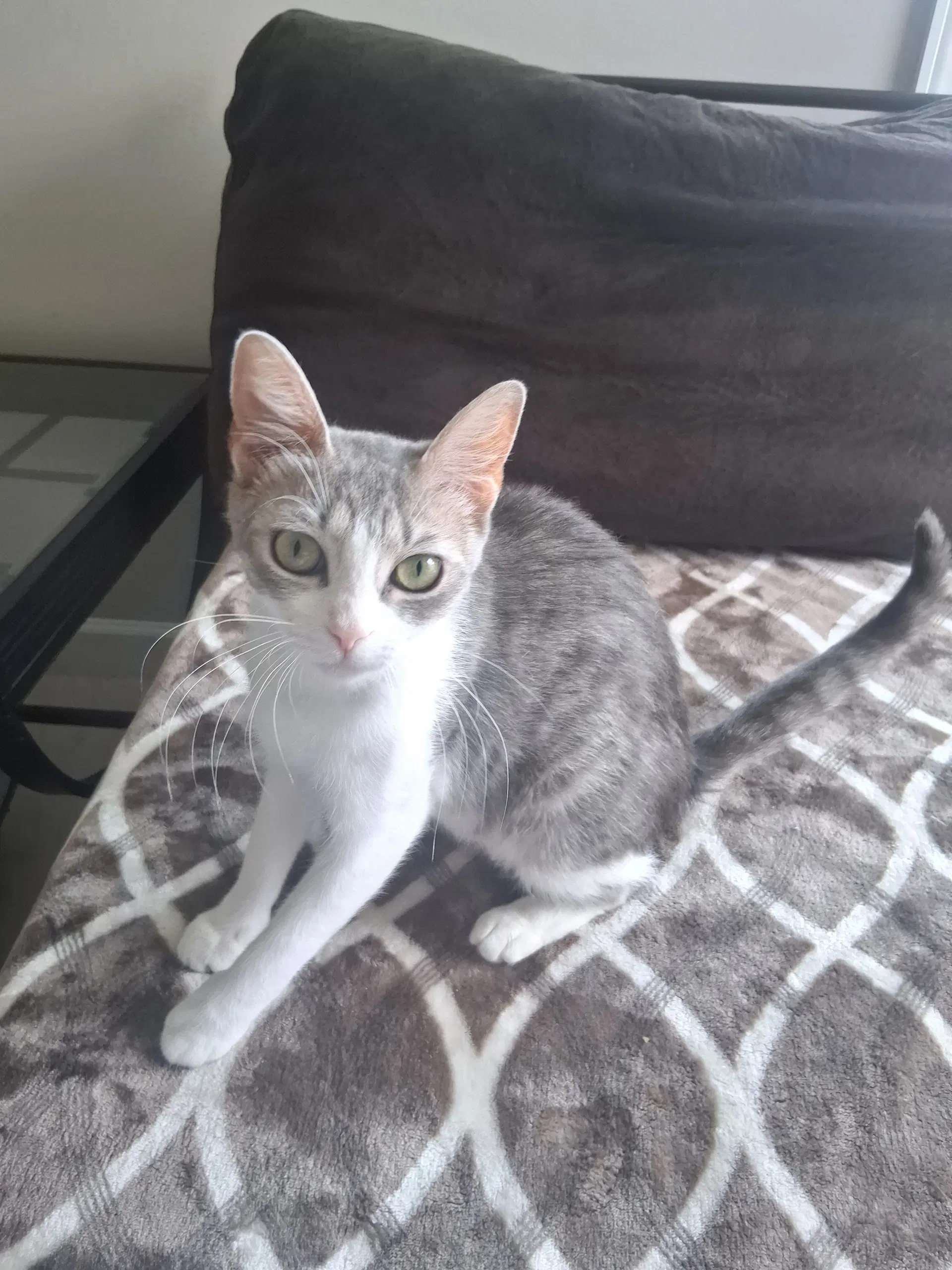 Callie image 4