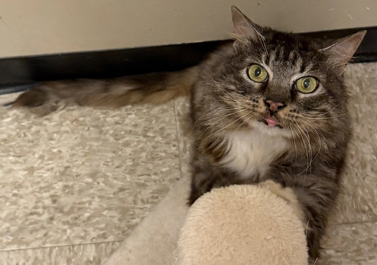 Bailey, cat