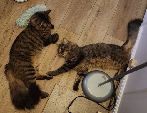 Photo 4 of Asher & Peter *BONDED*
