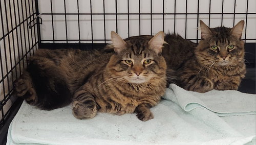 Asher & Peter *BONDED*, a cat for adoption from Fancy Cats Rescue Team