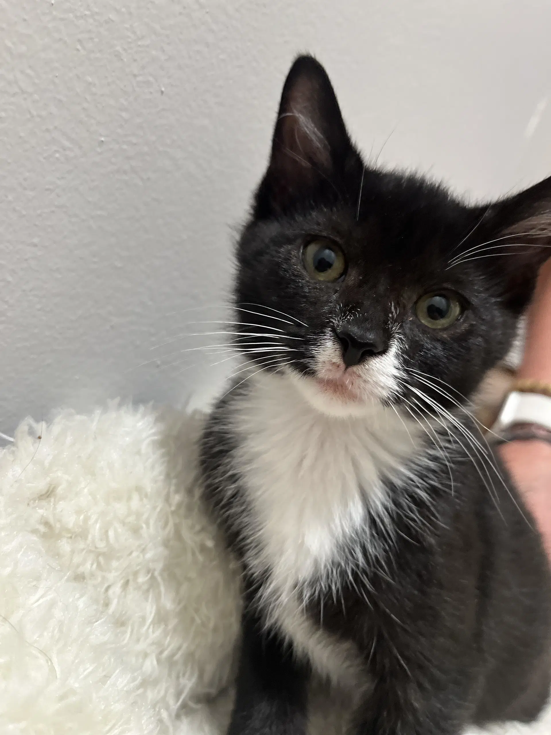 Leanna - Domestic Short Hair