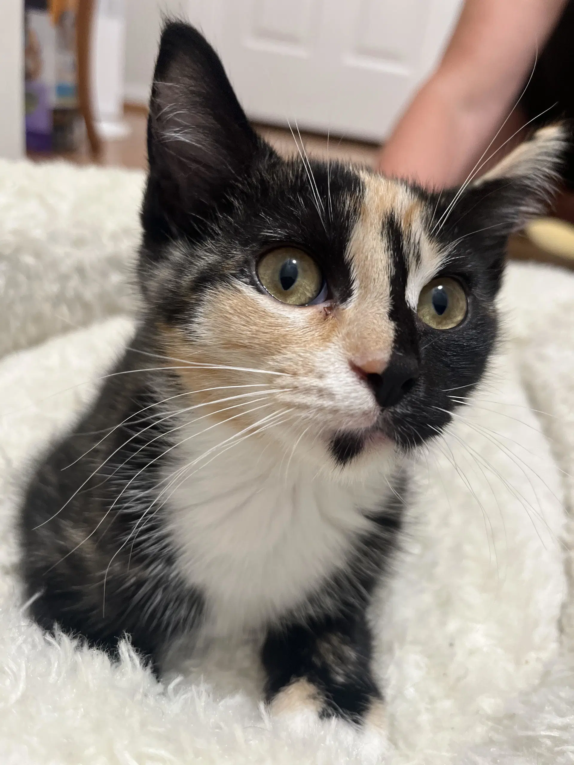 Sage - Domestic Short Hair