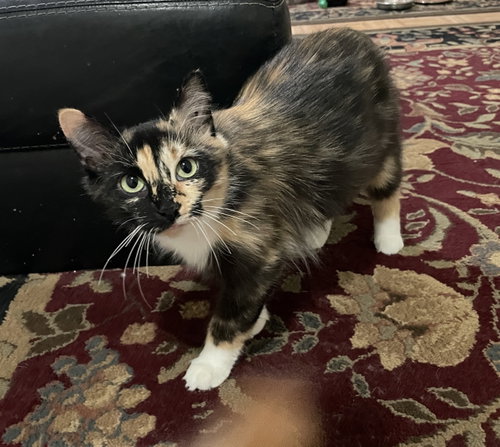 Sasha-manx cat, a cat for adoption from Fancy Cats Rescue Team