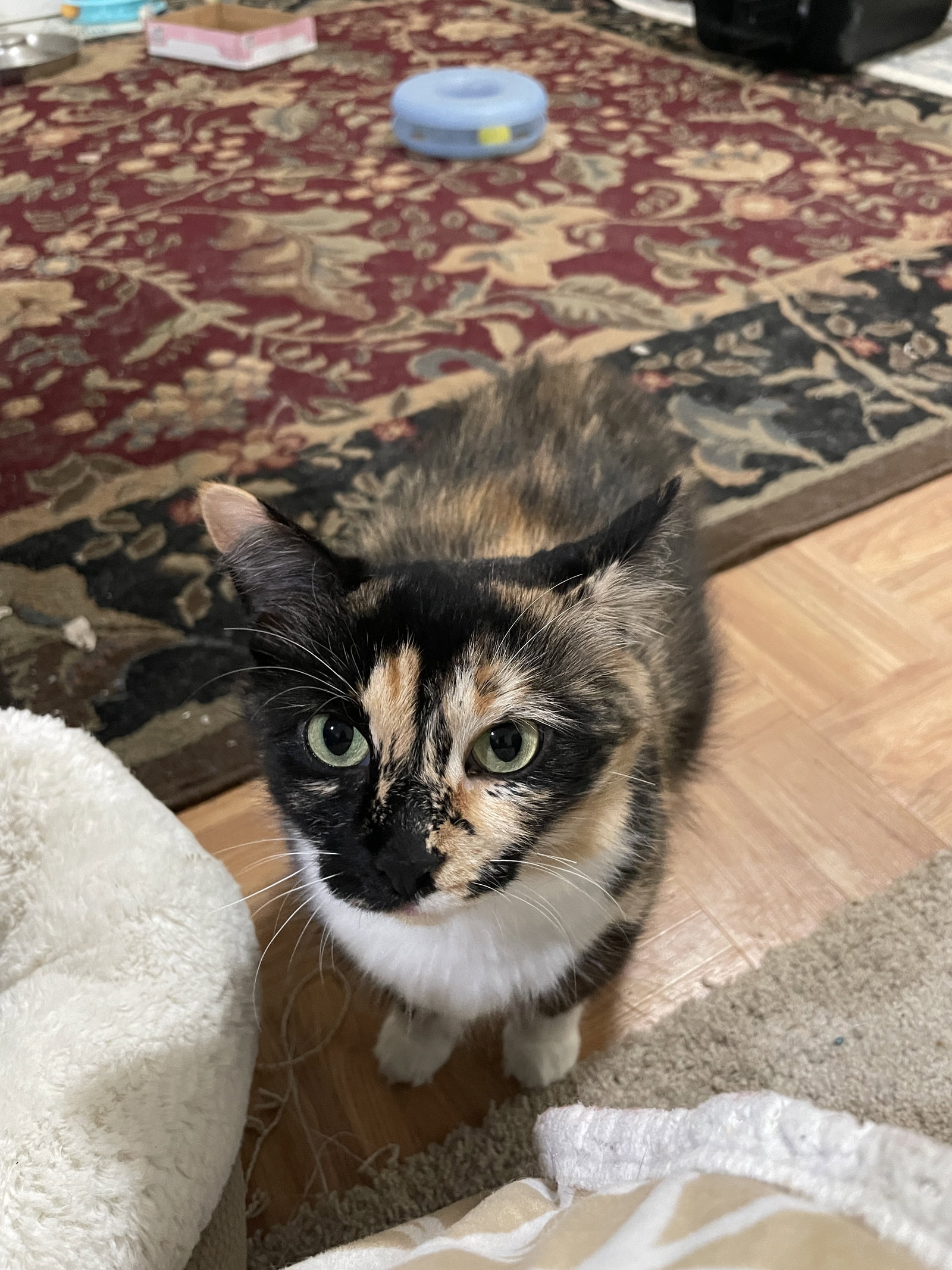 Sasha-manx cat, photo 2