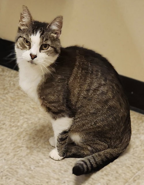 Nutella, a cat for adoption from Fancy Cats Rescue Team