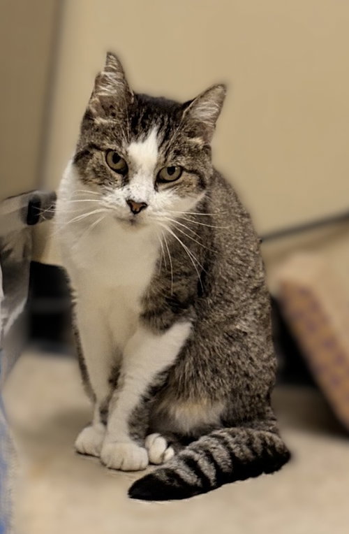Nutella, a Domestic Short Hair (short coat) cat for adoption in Herndon, VA, photo 1 of 4