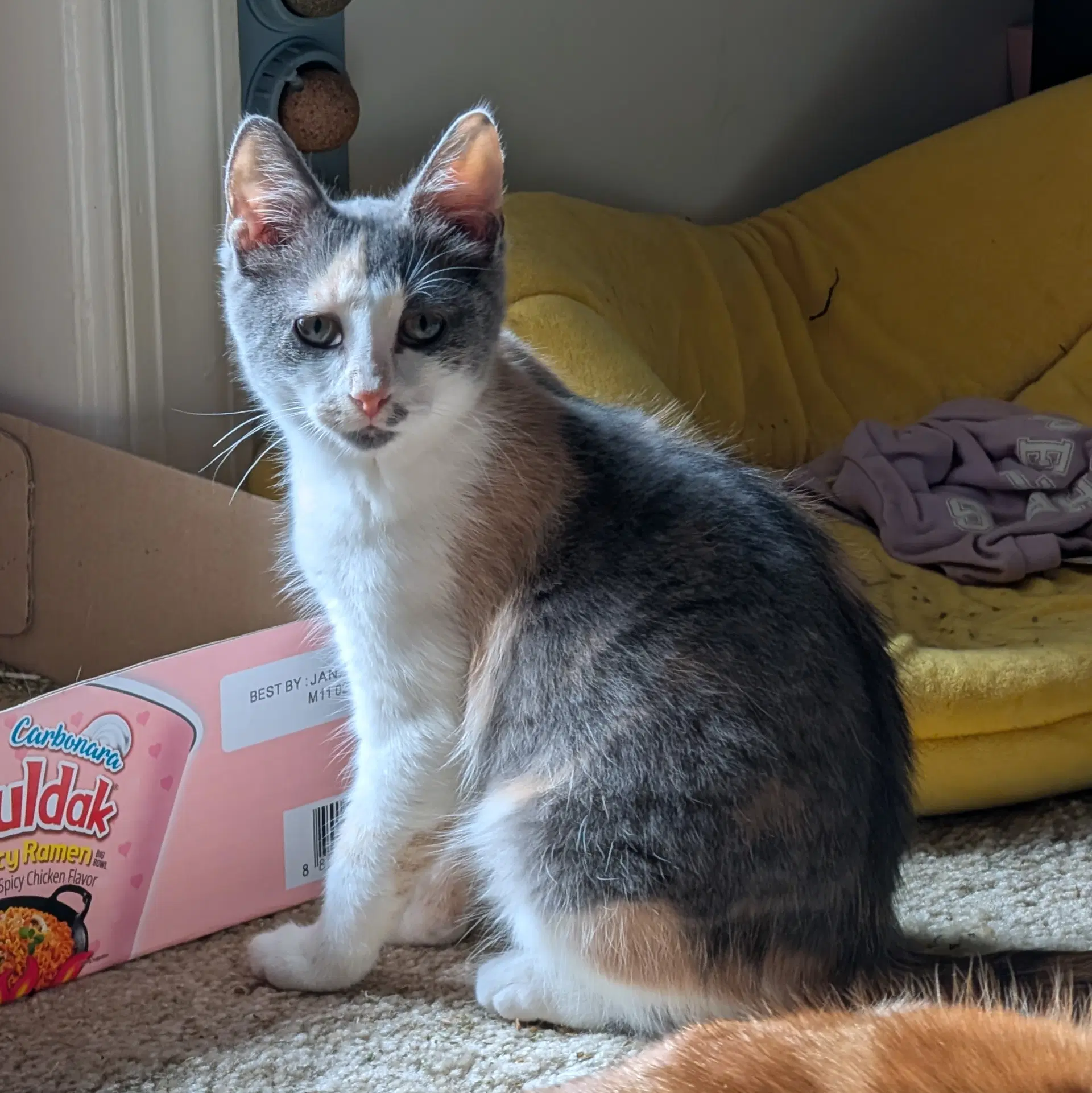 Strawberry Shortcake - Domestic Short Hair