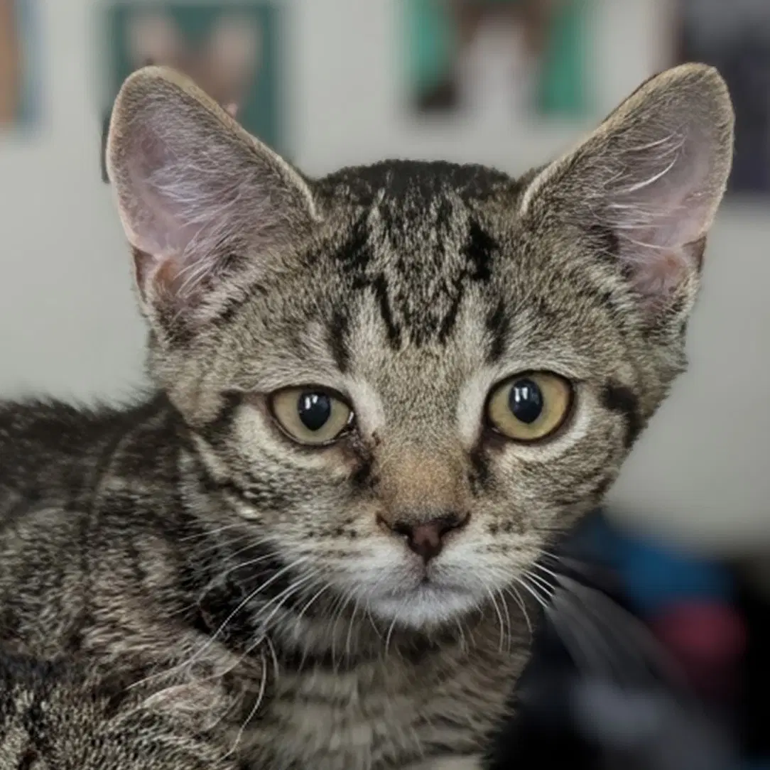 Furby - Domestic Short Hair