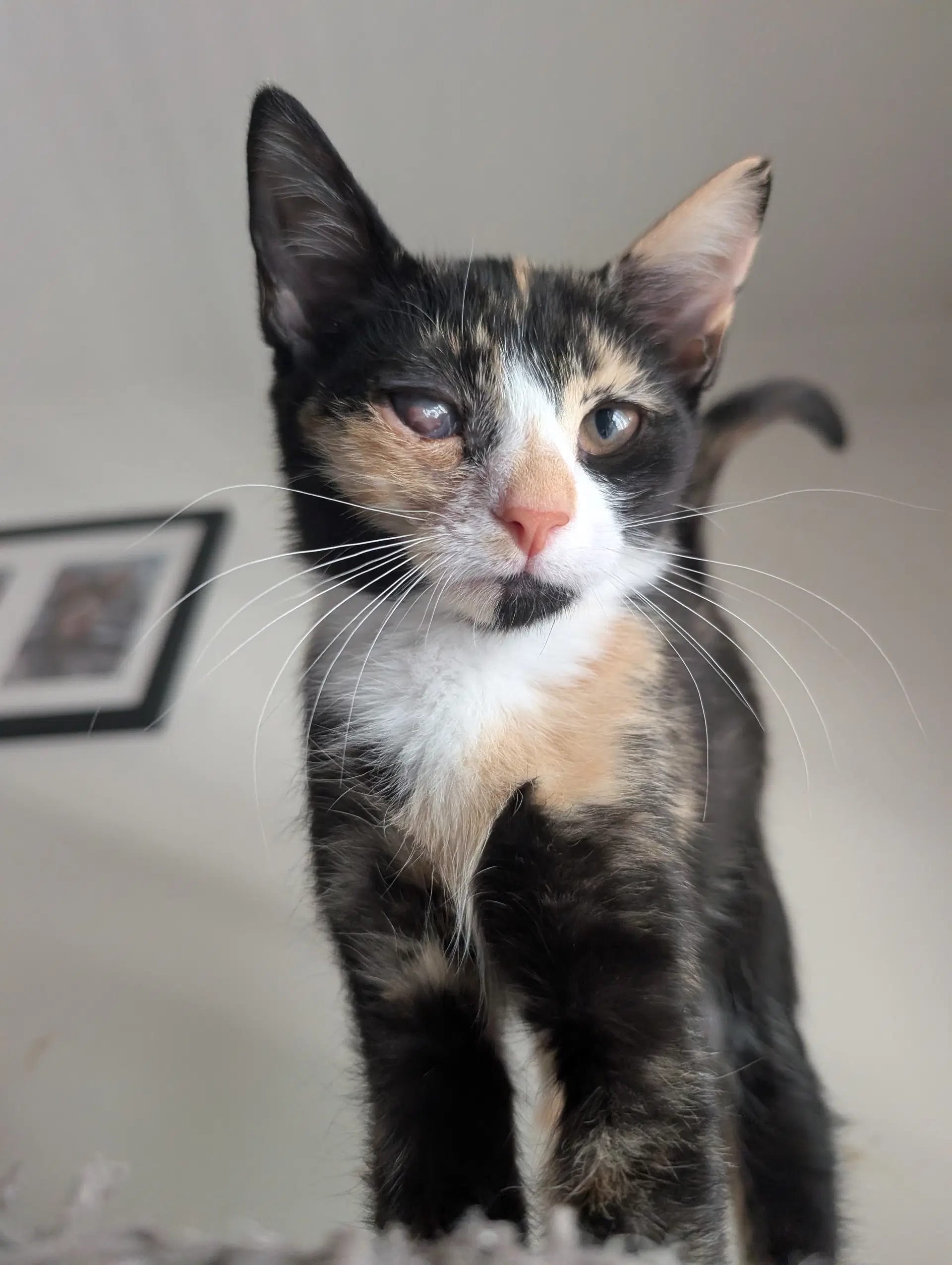 Rainbow Brite - Domestic Short Hair