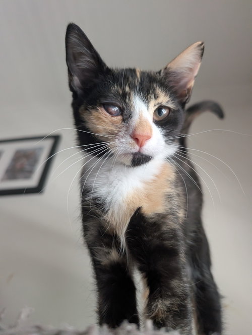 Rainbow Brite, a cat for adoption from Fancy Cats Rescue Team